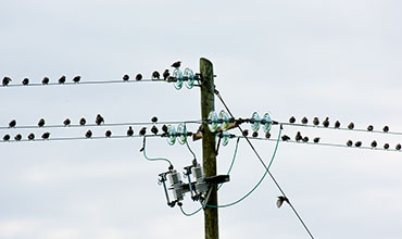 Pole and Line Installation